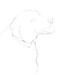 dog sketch created