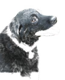 dog portrait filled in