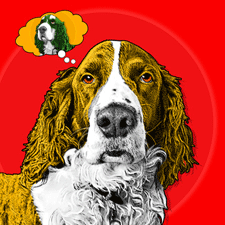 Jake the spaniel painted in a la Warhol style
