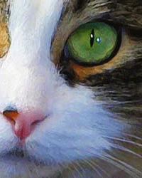 closeup of cat painting