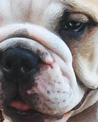 portrait of bulldog pup