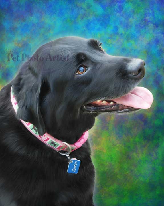 custom pet portrait of black lab named Cinder