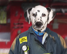 funny dog portrait of dalmation in firesuit