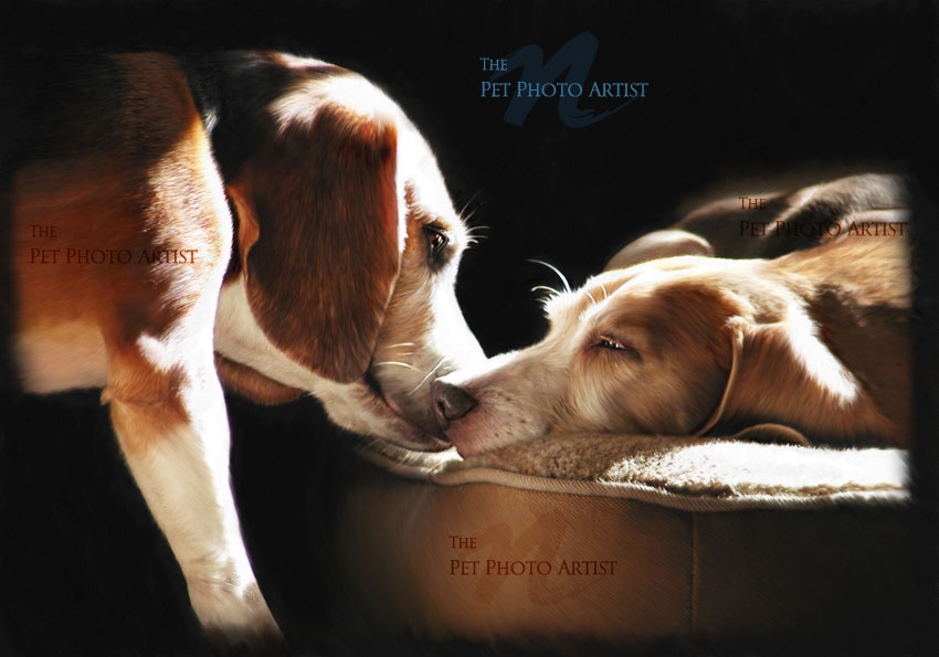 rosco & bosco pet portrait of 2 dogs