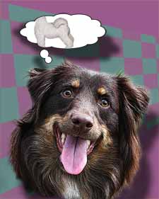 funny dog portrait of spaniel thinking of date