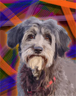 dog painting of wire terrier
