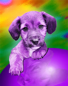 puppy dog in a pop art style